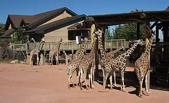 Giraffen