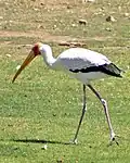 Nimmersatt (Mycteria ibis)