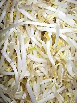 Gekeimte Mungbohnen – Nahaufnahme