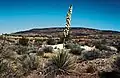 Yucca angustissima in Blüte in Arizona