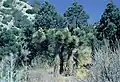 Yucca brevifolia subsp. jaegeriana mit Früchten in Nevada
