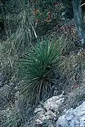 Yucca madrensis an steilem Hang in Mexiko