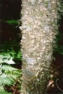 Thorny Yellowwood (Zanthoxylum brachyacanthum) bei Tooloom Scrub