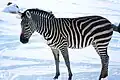 Steppenzebra (Equus quagga)