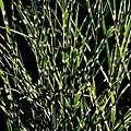 Miscanthus sinensis 'Strictus'