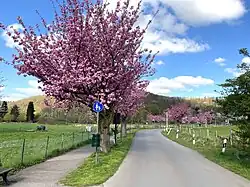 Blühende Zierkirschen zw. Obenrüden u. Untenrüden