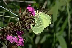Zitronenfalter auf Kartäusernelke