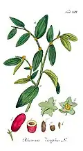 Illustration der Chinesischen Jujube (Ziziphus zizyphus)[5]