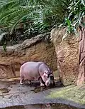 Flusspferd (Hippopotamus amphibius)