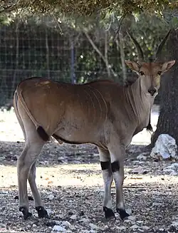 Elenantilope (Taurotragus oryx)