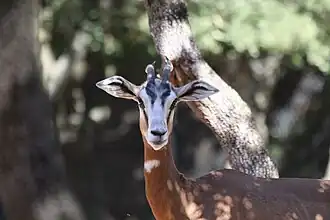 Damagazelle (Nanger dama)