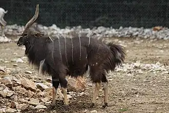 Nyala (Nyala angasii)