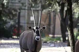 Beisa-Oryx (Oryx beisa)