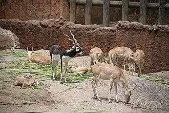 Hirschziegenantilopen