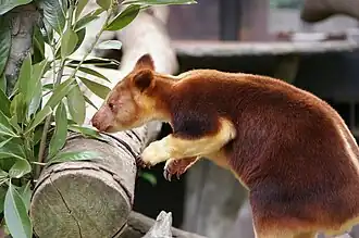 Goodfellow-Baumkänguru