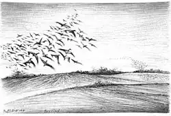 „Zugvögel“, Kugelschreiber, 1991