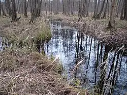Einmündung des Abfluss des Bohnenländer Sees