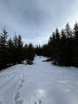 Gipfelschneise des Zwölferköpfls