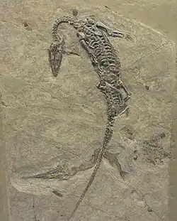 Ein Serpianosaurus und ein Saurichthys