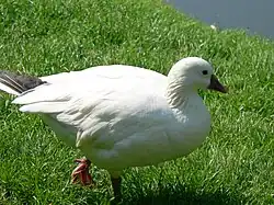 Zwergschneegans (Anser rossii)