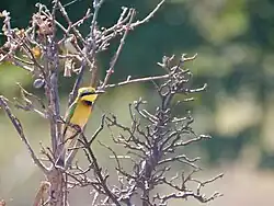 Ein kleiner gelb-güner Bienenfresser sitzt im Dorngestrüpp und blickt in die Umgebung