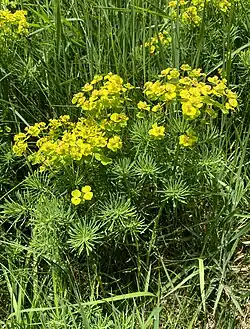 Zypressen-Wolfsmilch