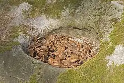 Typische schüsselartige Vertiefung