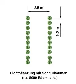 Dichtpflanzung mit Schnurbäumen