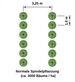 Einreihige Spindelpflanzung (Schlanke Spindel)