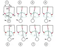 Freie Federkrafthemmung von Riefler (Funktion)
