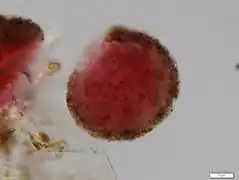 Diplochlamys fragilis