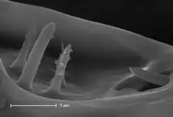 Elektronenmikroskopische Aufnahme des Haller-Organ einer Nymphe von Ixodes ricinus.