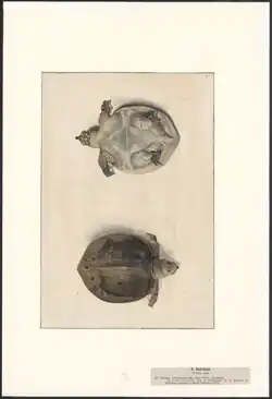 Hier ist eine Zeichnung zu sehen, die die Schildkröte von unten zeigt und weiter unten von oben.