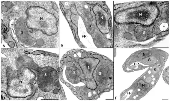 Enge Verbindung zwischen dem Endosymbionten („Ca. K. crithidii“) und dem Wirt A. deanei