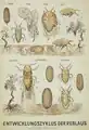 Entwicklungszyklus der Reblaus, alte Bilddarstellung von der Humboldt-Universität Berlin, um 1880