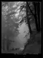 Waldstrasse im Nebel am Zugerberg, Foto: Bruno Wehrli, 1910